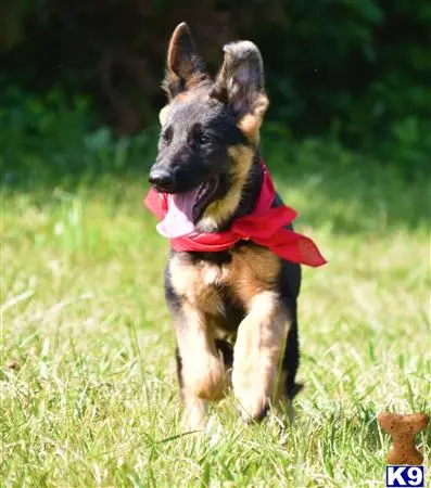 German Shepherd puppy for sale