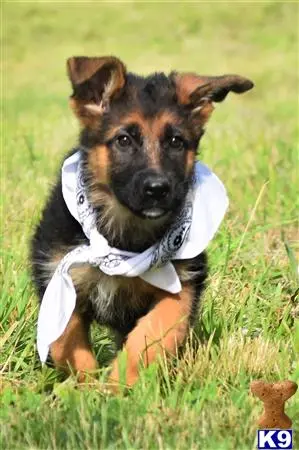 German Shepherd puppy for sale