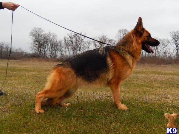 blueridgelanegsd Picture 3