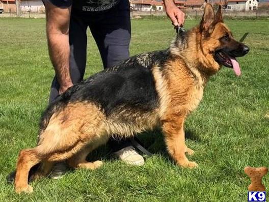 German Shepherd puppy for sale