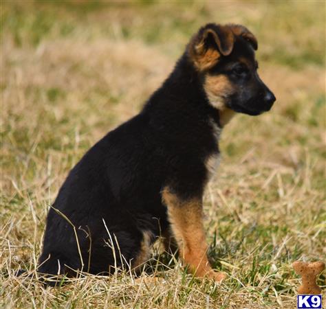 blueridgelanegsd Picture 3