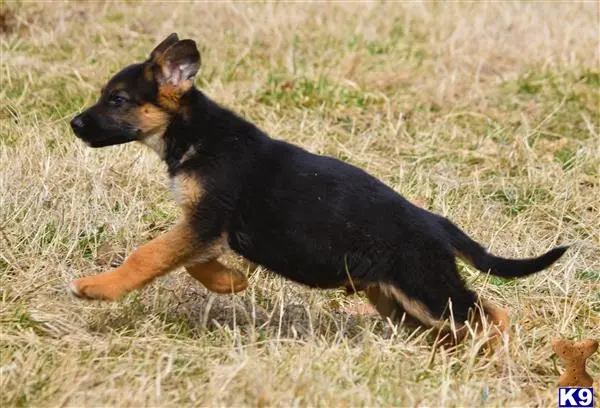 German Shepherd puppy for sale