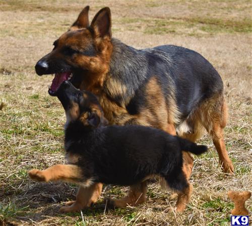 blueridgelanegsd Picture 3