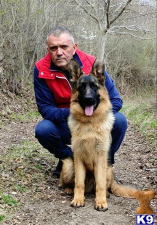 blueridgelanegsd Picture 3