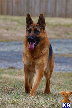 blueridgelanegsd Picture 3