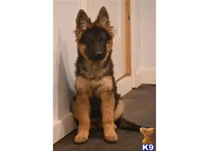 German Shepherd