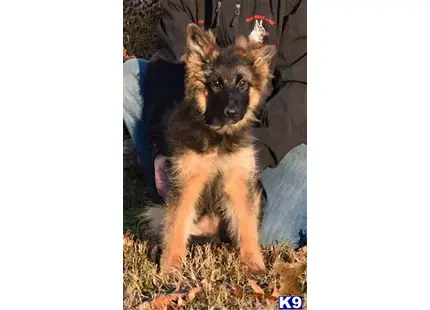 German Shepherd