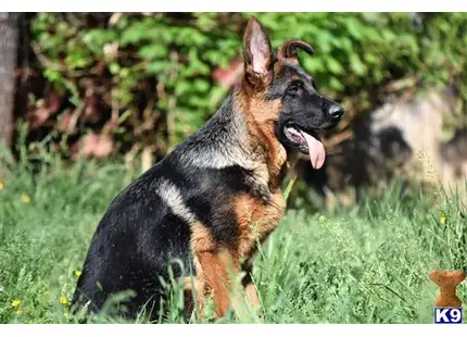 German Shepherd