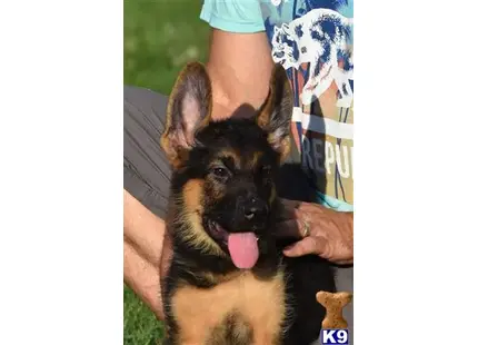 German Shepherd