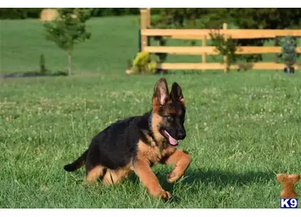 German Shepherd