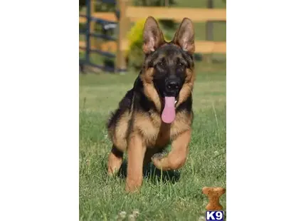 German Shepherd