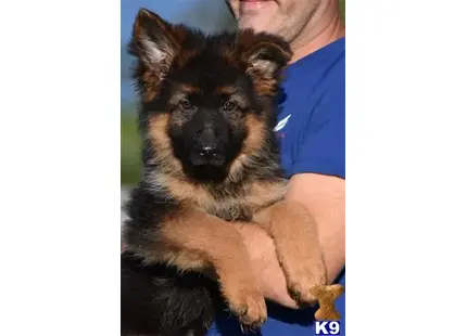 German Shepherd