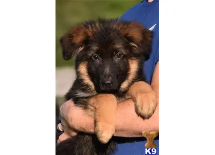 a german shepherd dog with its arms around a person