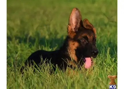 a german shepherd dog lying in the grass