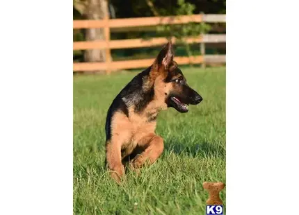 German Shepherd