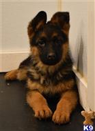 german shepherd puppy posted by blueridgelanegsd