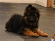 german shepherd puppy posted by blueridgelanegsd