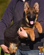 german shepherd puppy posted by blueridgelanegsd