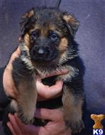 german shepherd puppy posted by blueridgelanegsd