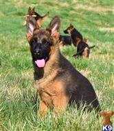 german shepherd puppy posted by blueridgelanegsd