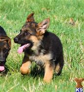 german shepherd puppy posted by blueridgelanegsd