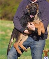 german shepherd puppy posted by blueridgelanegsd