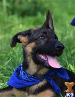 german shepherd puppy posted by blueridgelanegsd