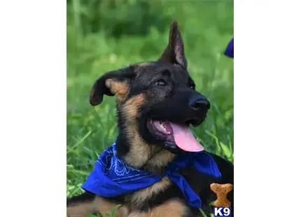 German Shepherd