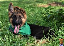 german shepherd puppy posted by blueridgelanegsd