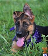 german shepherd puppy posted by blueridgelanegsd