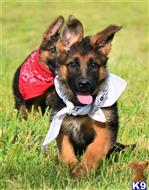 german shepherd puppy posted by blueridgelanegsd