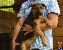 german shepherd puppy posted by blueridgelanegsd