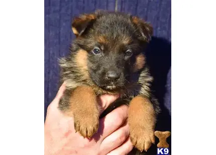 a person holding a german shepherd puppy