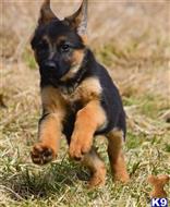 german shepherd puppy posted by blueridgelanegsd