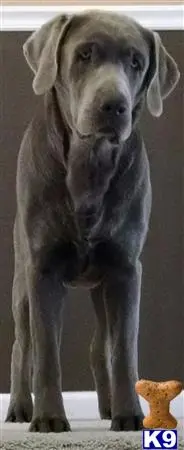 Labrador Retriever stud dog