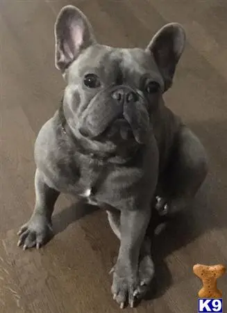 French Bulldog stud dog