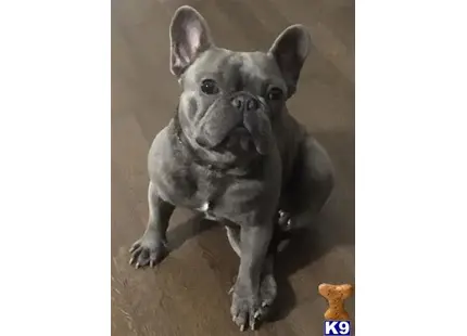 French Bulldog