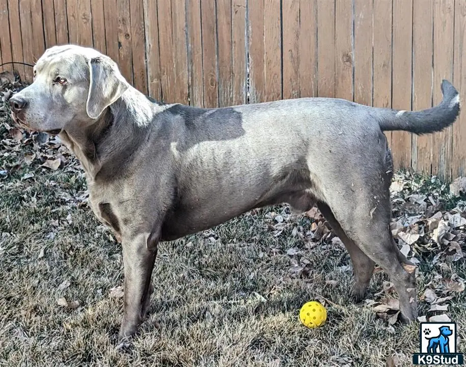 Labrador Retriever stud dog