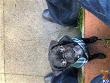 pug puppy posted by bluethepug