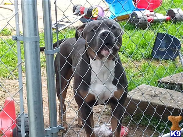 American Pit Bull stud dog