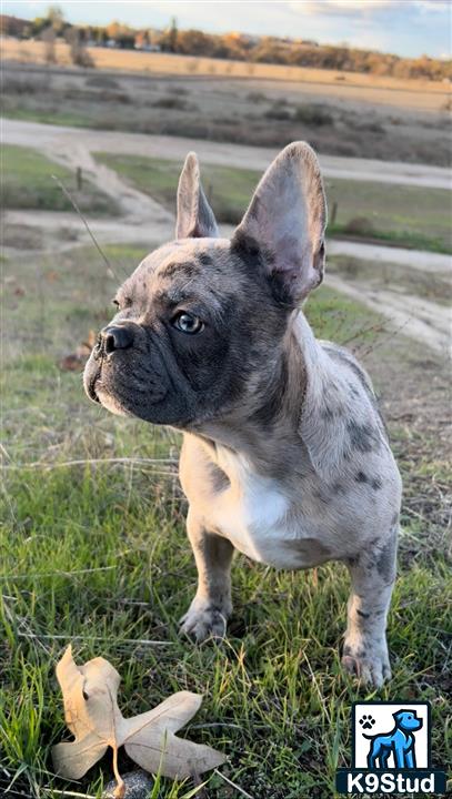 a french bulldog dog standing in grass