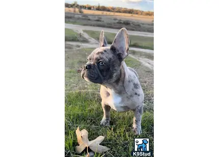 a french bulldog dog standing in grass
