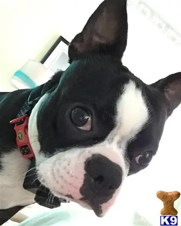 Boston Terrier stud dog