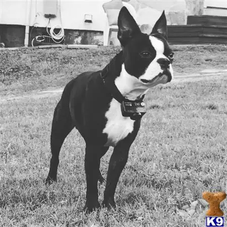 Boston Terrier stud dog