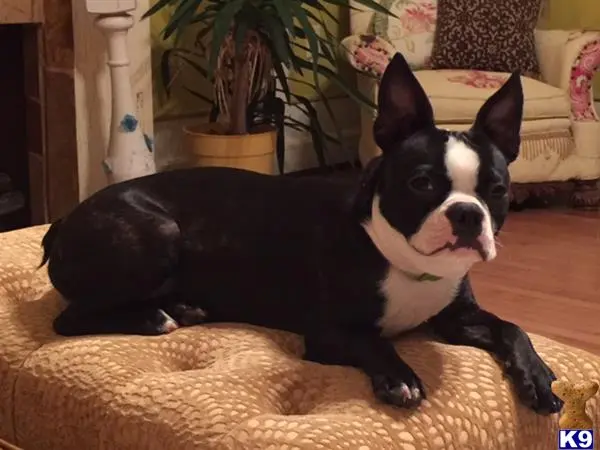 Boston Terrier stud dog