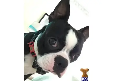 Boston Terrier