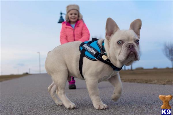 a girl and a french bulldog dog