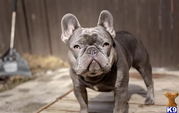 French Bulldog stud dog