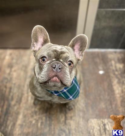 a french bulldog dog sticking its head out of a hole in a wall