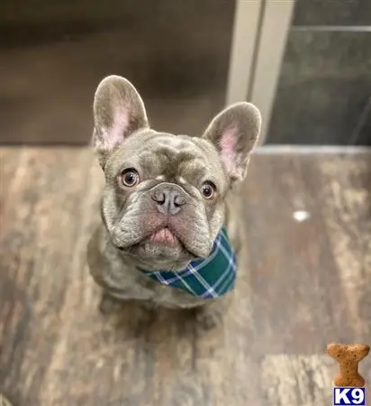 French Bulldog stud dog